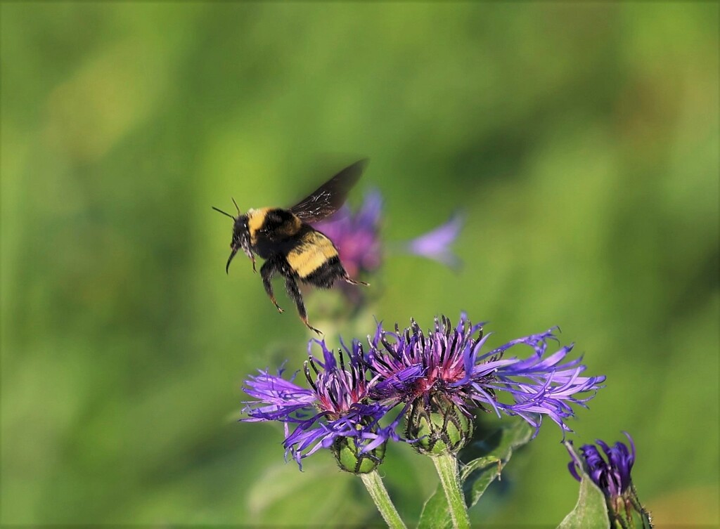 Flight of the Bumble Bee by lynnz