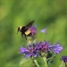 Flight of the Bumble Bee by lynnz