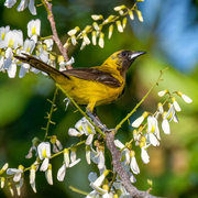 12th Jun 2023 - Yellow-backed Oriol