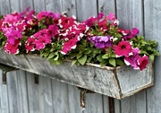 12th Jun 2023 - More Rustic Petunias