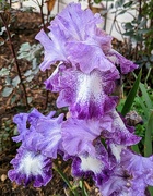 5th Jun 2023 - Purple Iris'