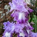 Purple Iris' by harbie