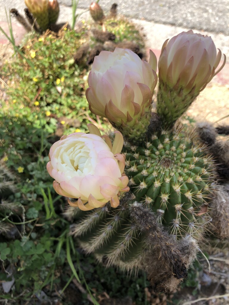 Roadside cactus by loweygrace