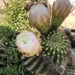 Roadside cactus by loweygrace