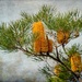 Banksia by pusspup