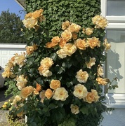 13th Jun 2023 - Our Roses this Morning 