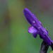 Salvia Guarantica by k9photo