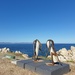 Bowing Penguins  by eleanor