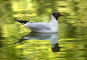 12th Jun 2023 - Black-headed gull reflection