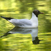 Black-headed gull reflection by davidrobinson
