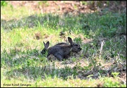 13th Jun 2023 - Two little bunnies