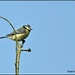 Lovely to see the blue tit blending into a blue sky by rosiekind