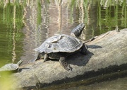 27th May 2023 - Northern Map Turtle