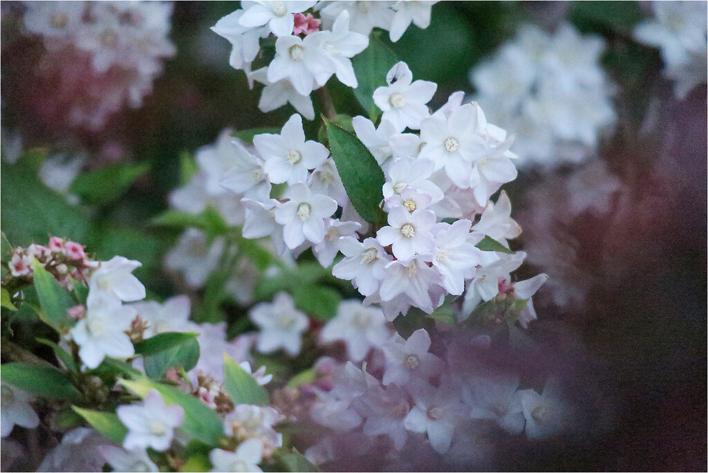 Deutzia elegantissima by bournesnapper