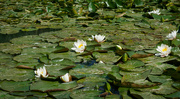 8th Jun 2023 - Waterlilies