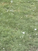 12th Jun 2023 - Big hail