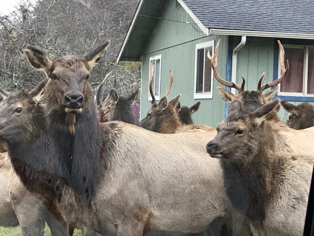 Roosevelt Elk  by pandorasecho