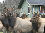 13th Jun 2023 - Roosevelt Elk 