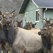 Roosevelt Elk  by pandorasecho
