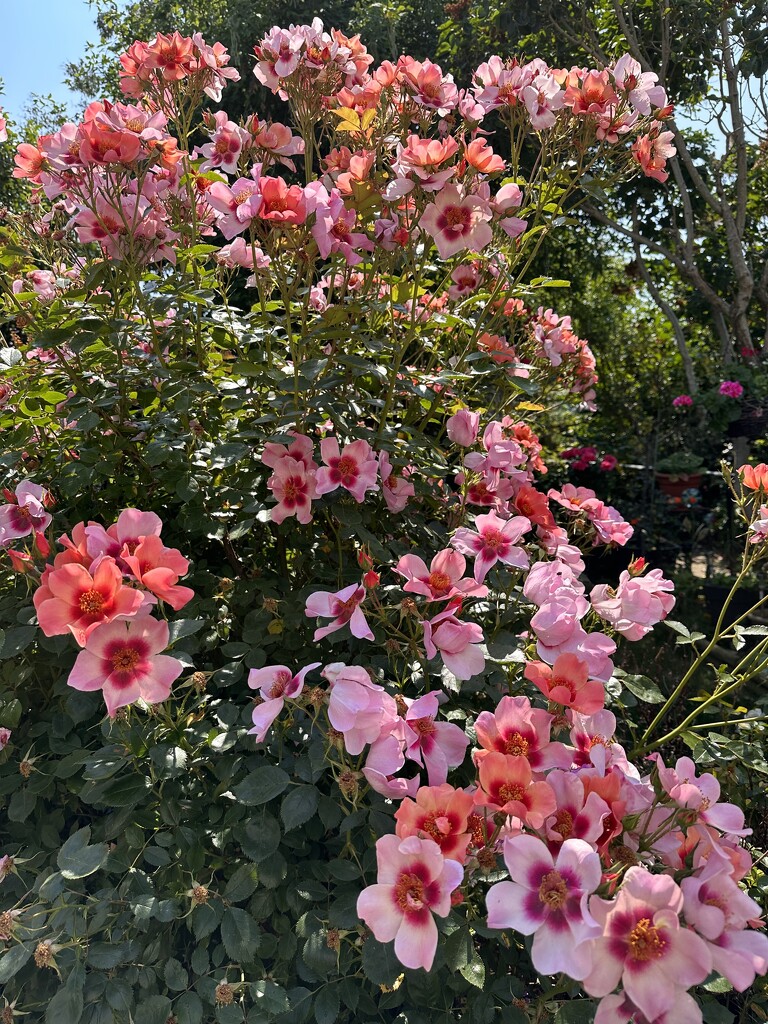 Alternate - Roses in bloom by pamknowler
