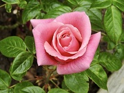 11th Jun 2023 - My New Perfect Rose