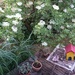 Our garden in disarray by cordulaamann