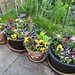 My Garden Plants by oldjosh