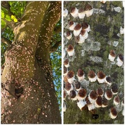 13th Jun 2023 - Surprise infestation on Lime trees