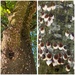 Surprise infestation on Lime trees