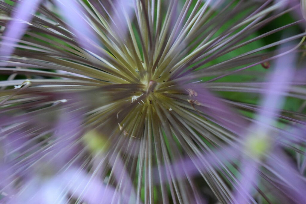 Diving into the centre of an allium by anitaw