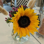 11th Jun 2023 - Sunflower