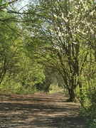 18th Apr 2023 - Woodland Path