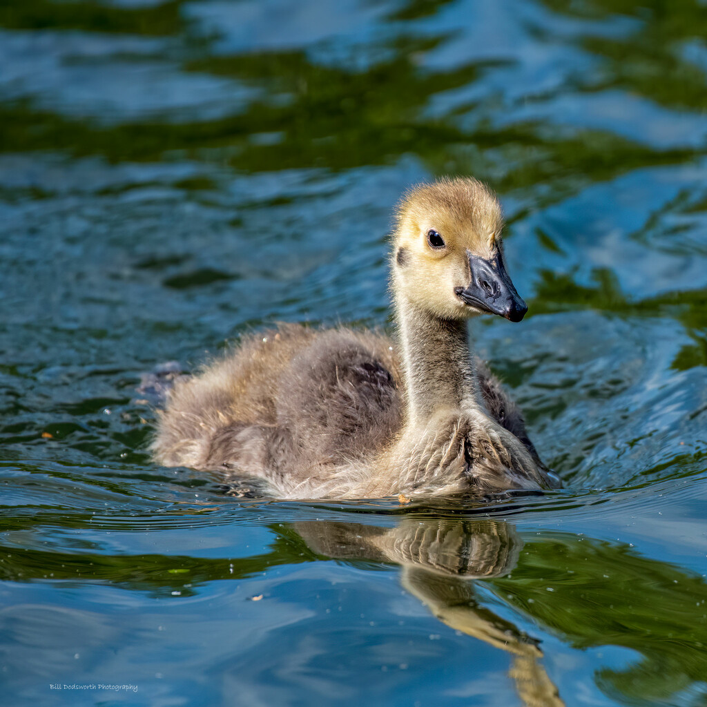 Gosling going for a swim by photographycrazy