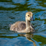 13th Jun 2023 - Gosling going for a swim