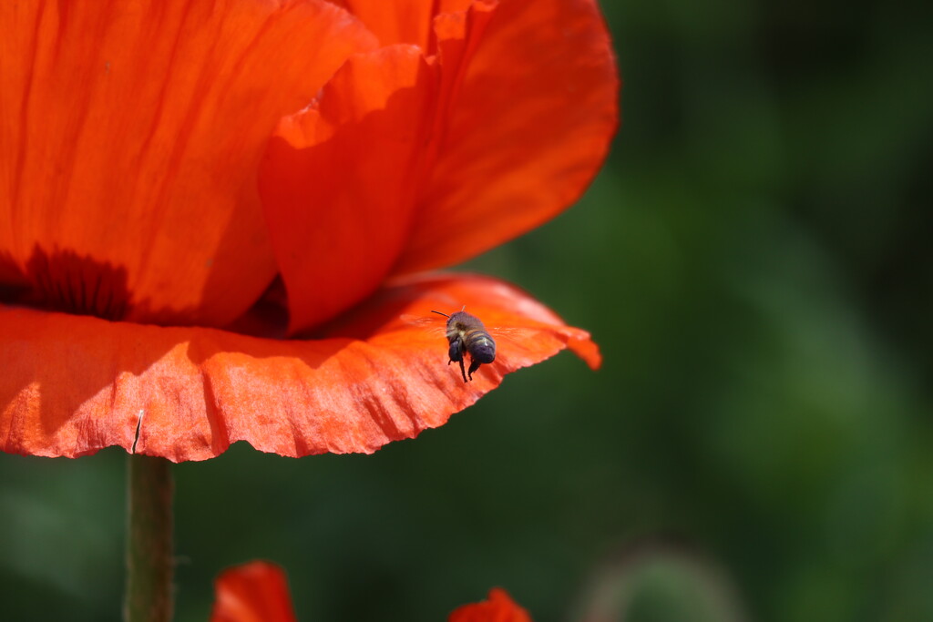 A Bee and a Poppy by 365projectorgheatherb