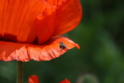 13th Jun 2023 - A Bee and a Poppy