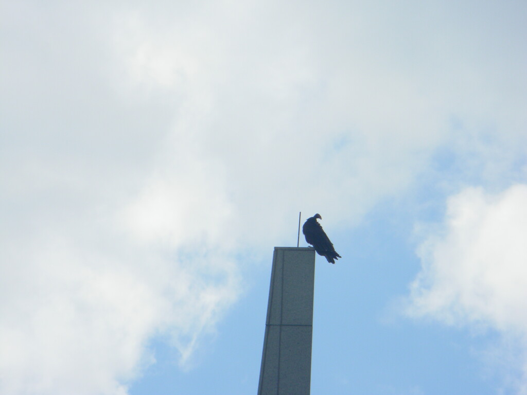 Vulture on top of Veterans Memorial Tower by sfeldphotos