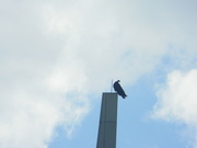 13th Jun 2023 - Vulture on top of Veterans Memorial Tower