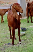 13th Jun 2023 - Steet goats in Sousse………….788