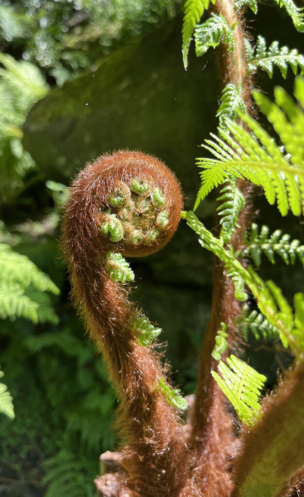 Hairy fern by pattyblue