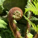 Hairy fern by pattyblue