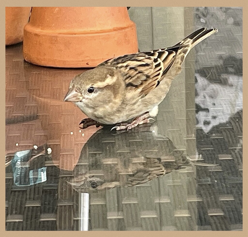 Sparrow looking for crumbs by Dawn