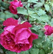 13th Jun 2023 - Roses in the Rain