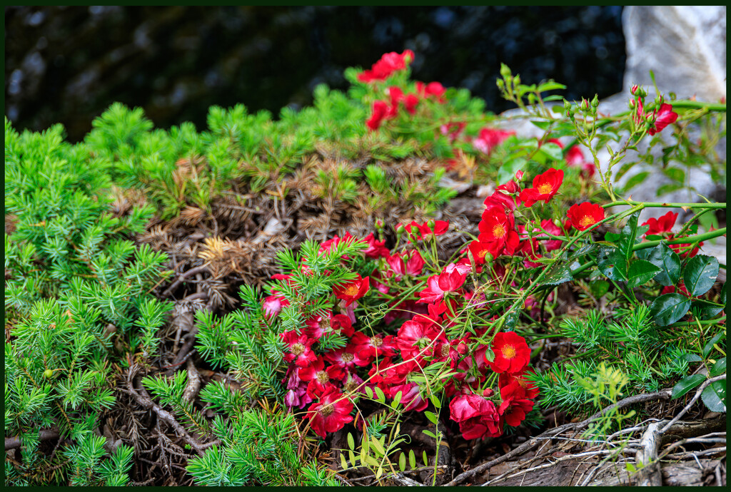 flowers Growing Wild by hjbenson