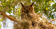 13th Jun 2023 - Great Horned Owl, Keeping an Eye on Me!