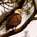 Bald Eagle Checking Things out! by rickster549