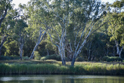 13th Jun 2023 - Gum Trees and Reeds