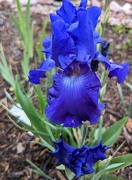 4th Jun 2023 - Blue Iris