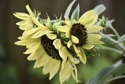 13th Jun 2023 - Many headed Sunflower 