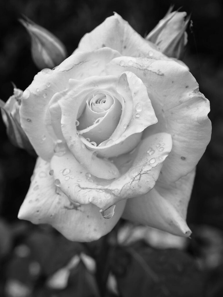 Drooling white rose by monikozi